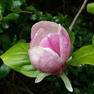 Roze magnoliabloesem op tak, in volle bloei.