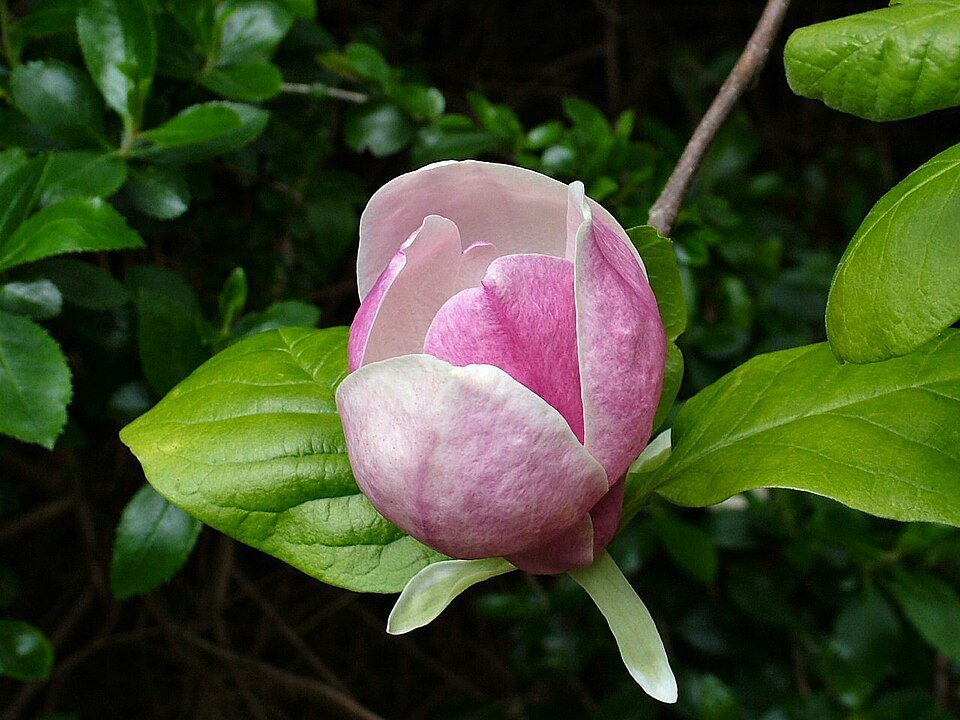 Roze magnoliabloesem op tak, in volle bloei.