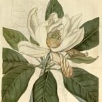 Magnolia bloemen in volle bloei met roze en witte bloemblaadjes.