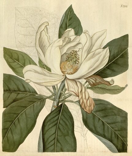 Magnolia bloemen in volle bloei met roze en witte bloemblaadjes.