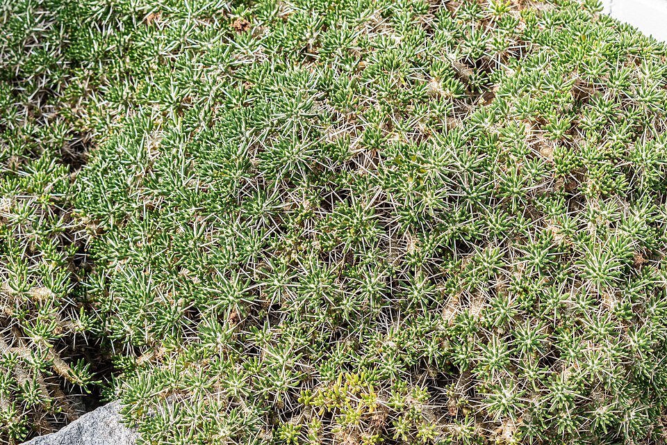 Maihuenia poeppigii plant met groen blad en kleine roze bloemen in botanische tuin.