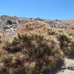 Maihueniopsis camachoi cactus met vlezige groene stelen en gele bloemen.