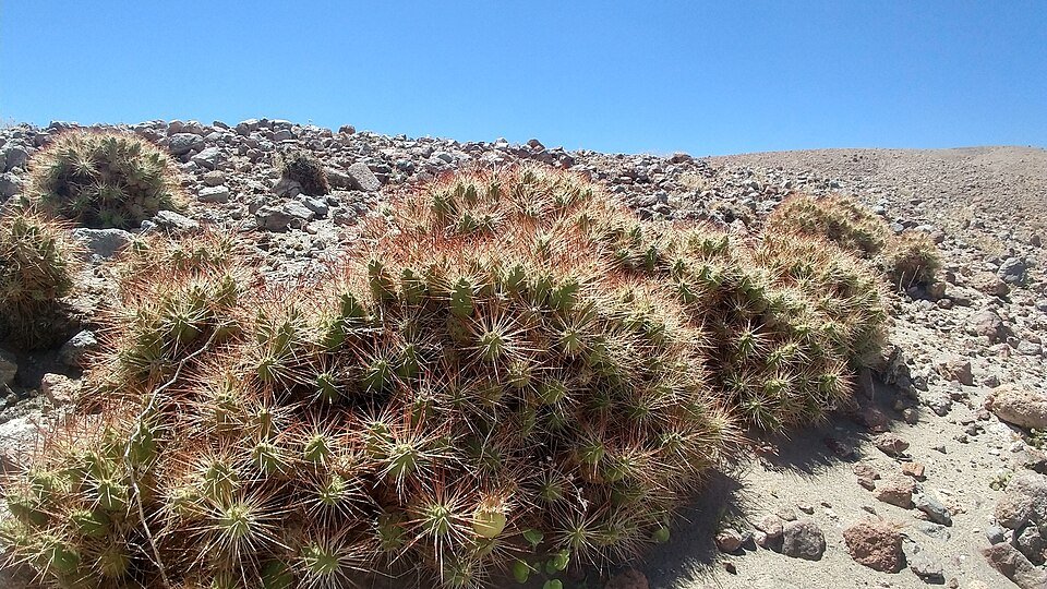 Maihueniopsis camachoi cactus met vlezige groene stelen en gele bloemen.