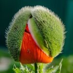 Close-up van winterharde Oosterse klaproos bloem.