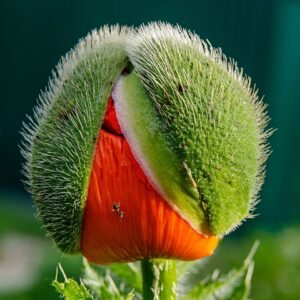Close-up van winterharde Oosterse klaproos bloem.
