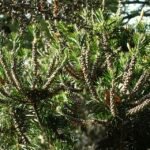 Melaleuca ericifolia plant in Christchurch Botanic Gardens.
