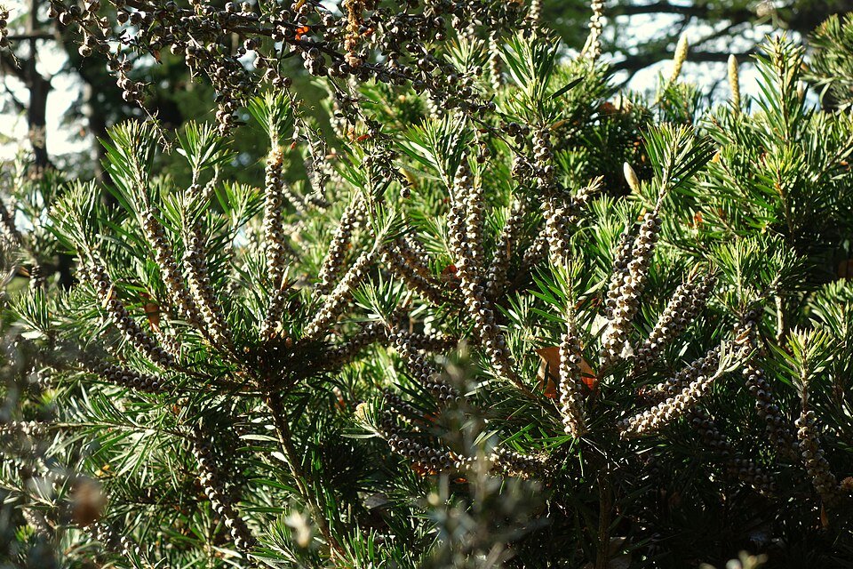 Melaleuca ericifolia plant in Christchurch Botanic Gardens.