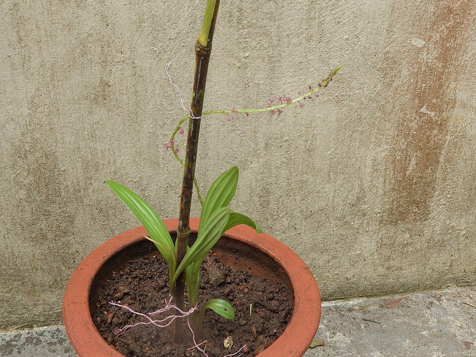 Close-up van Malaxis densiflora orchidee met groene bladeren en gele bloemen.