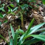 Kleine groene bloemen en ovale bladeren van Malaxis seychellarum orchideeënplant.