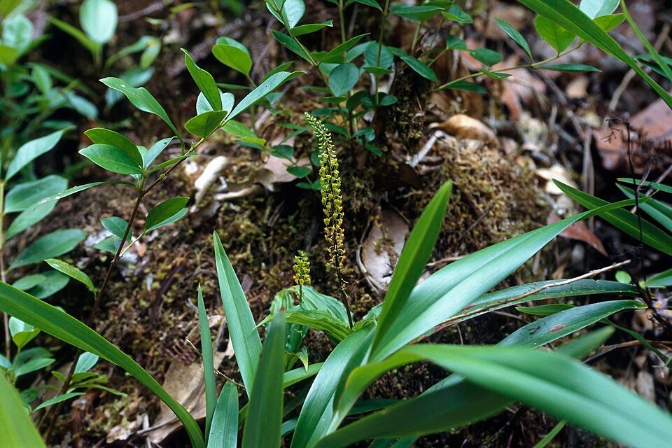 Kleine groene bloemen en ovale bladeren van Malaxis seychellarum orchideeënplant.