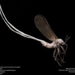 Rood mannelijk schildluis insect met antennes.