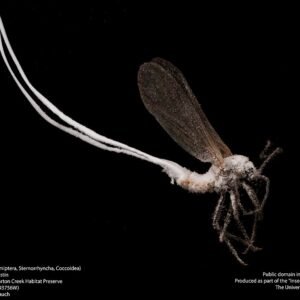 Rood mannelijk schildluis insect met antennes.