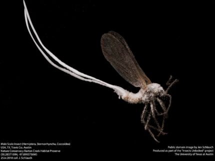 Rood mannelijk schildluis insect met antennes.