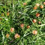 Oranje bloeiende Malephora crocea vetplant met groene bladeren en zonlicht.