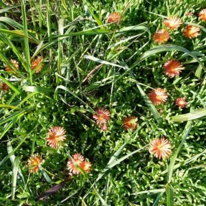 Oranje bloeiende Malephora crocea vetplant met groene bladeren en zonlicht.