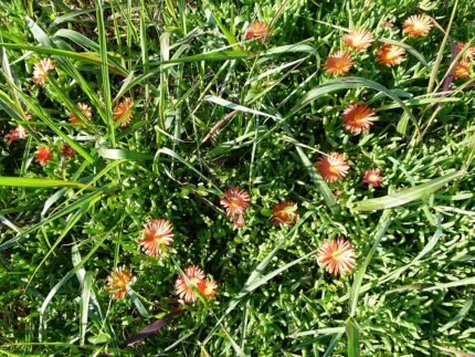 Oranje bloeiende Malephora crocea vetplant met groene bladeren en zonlicht.