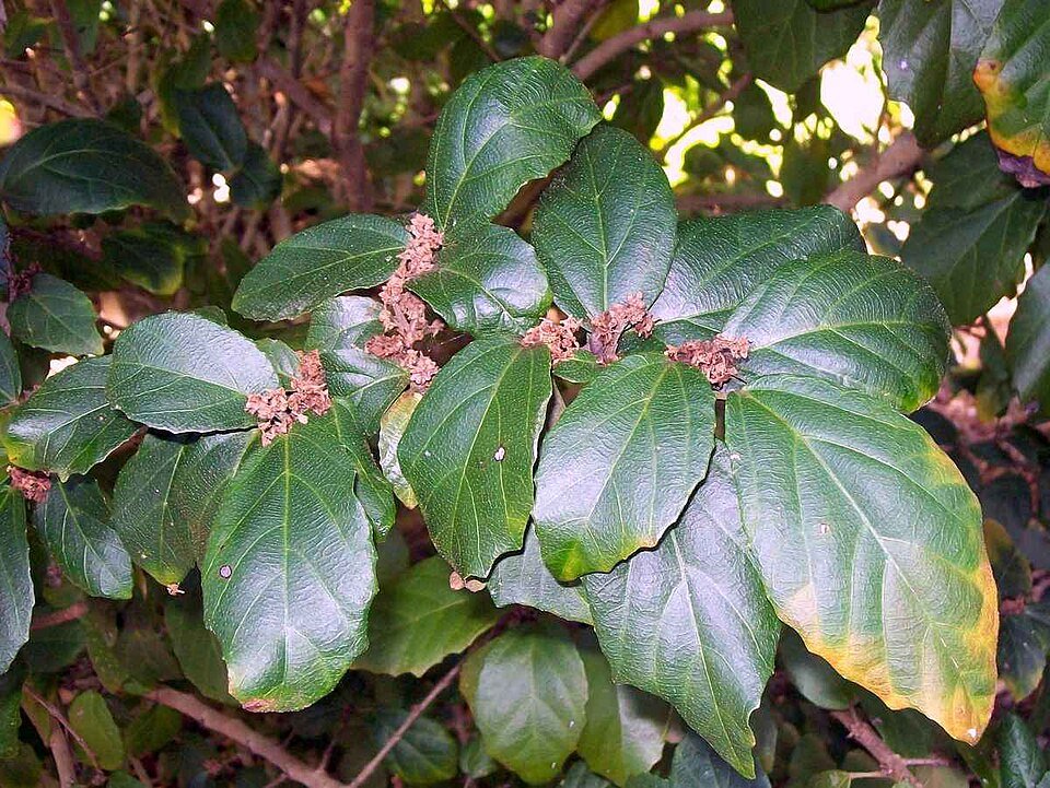 Bladeren van Mallotus claoxyloides in close-upweergave.