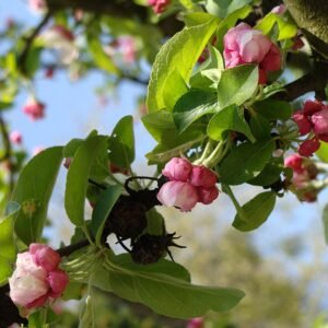 Malus zumi bloeiende boom met witte bloemen.