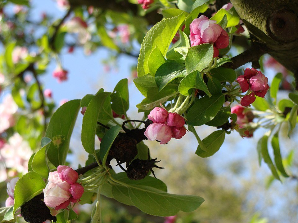 Malus zumi bloeiende boom met witte bloemen.