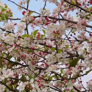 Sierappelboom met witte bloemen en groene bladeren op kleigrond.