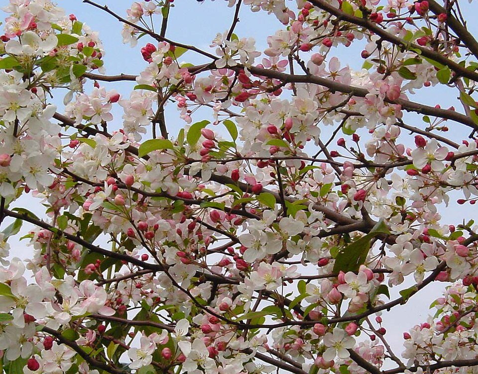 Sierappelboom met witte bloemen en groene bladeren op kleigrond.