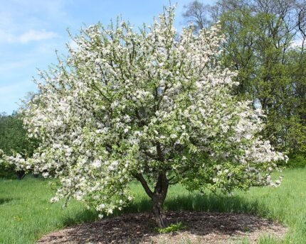 Rijpe Malus prunifolia-appels aan een boomtak.