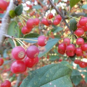 Kleine sierappelboom met rode vruchten en groen blad in schaduw.