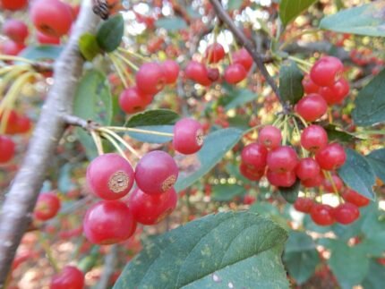 Kleine sierappelboom met rode vruchten en groen blad in schaduw.