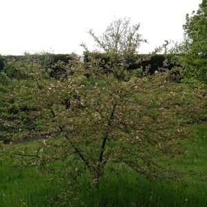 Malus transitoria boom met witte bloemen en groene bladeren.