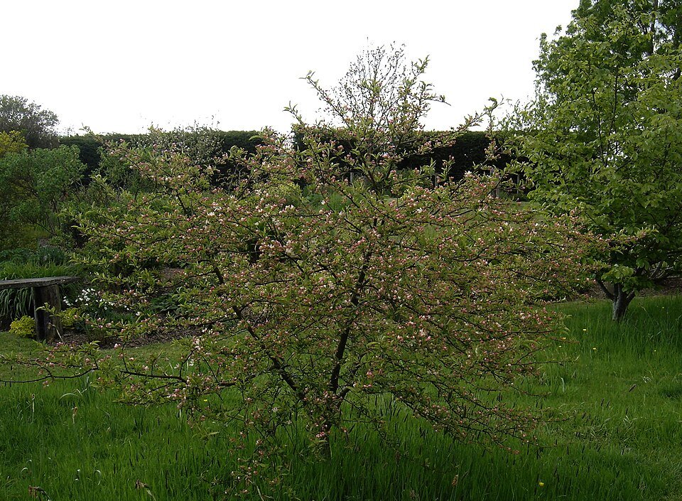 Malus transitoria boom met witte bloemen en groene bladeren.