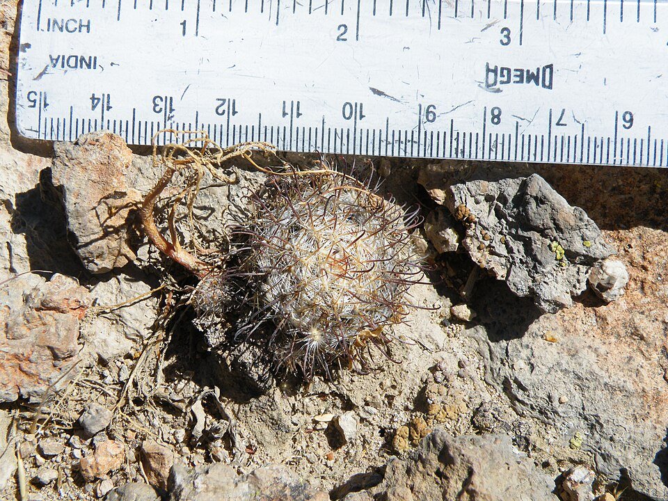 Mammillaria crinita cactus met dichte witte stekels en roze bloemen in bloei.