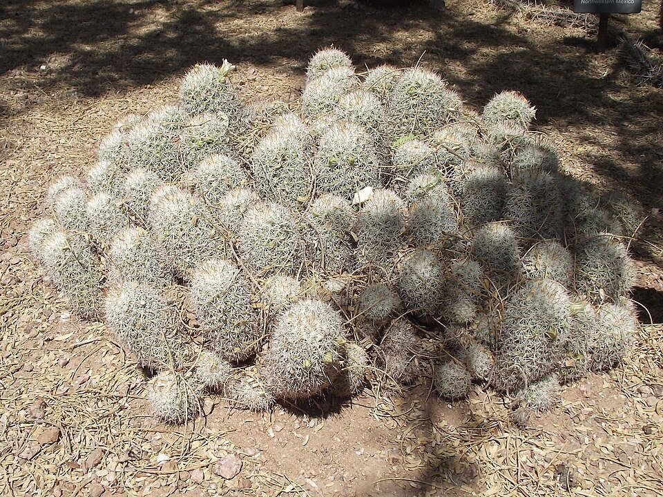 Cochemiea albicans cactus met pluizige witte doornen op heldere achtergrond.