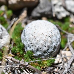Mammillaria albiflora cactus met witte bloemen en groene stekelige stelen in natuurlijke habitat.