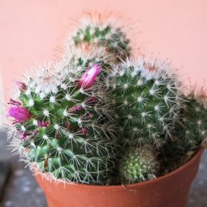 Cactus met witte doornen en roze bloemen op stenen achtergrond.