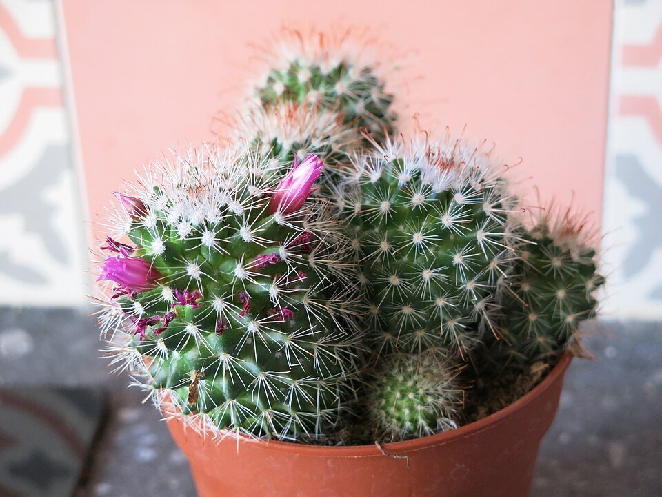 Cactus met witte doornen en roze bloemen op stenen achtergrond.