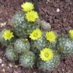 Mammillaria baumii cactus met witte doornen en roze bloemen.
