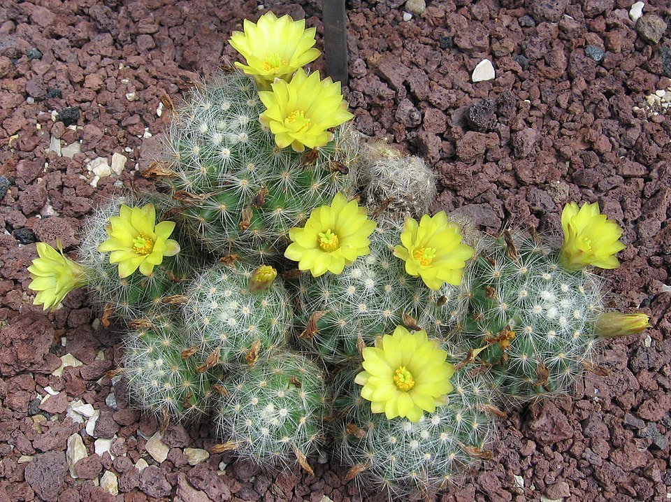 Mammillaria baumii cactus met witte doornen en roze bloemen.