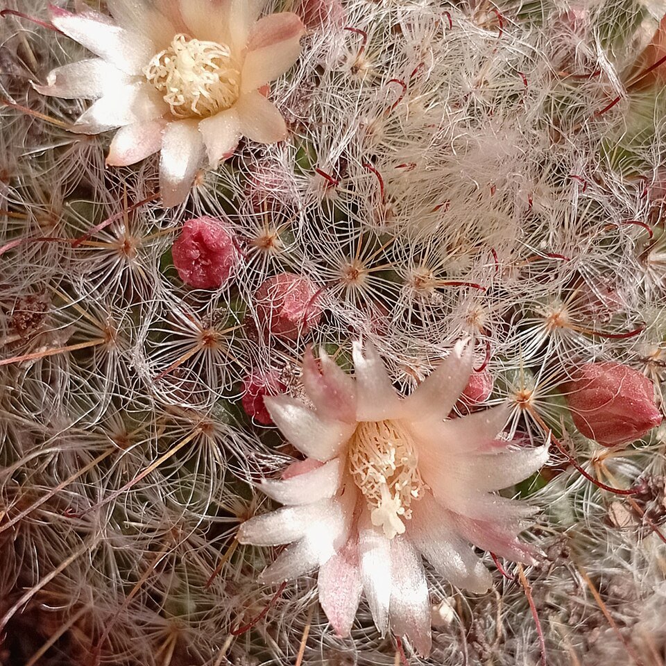 Mammillaria bocasana cactus met roze bloemen in bloei.