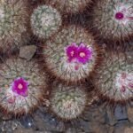 Mammillaria cactus met witte wollige stekels op kleigrond.
