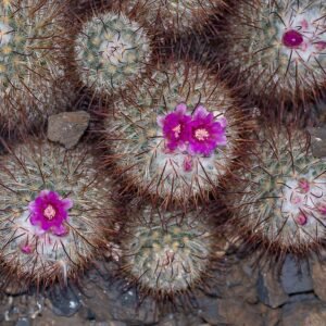Mammillaria cactus met witte wollige stekels op kleigrond.