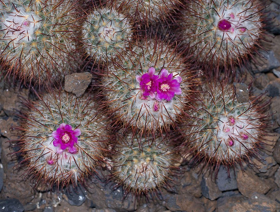 Mammillaria cactus met witte wollige stekels op kleigrond.