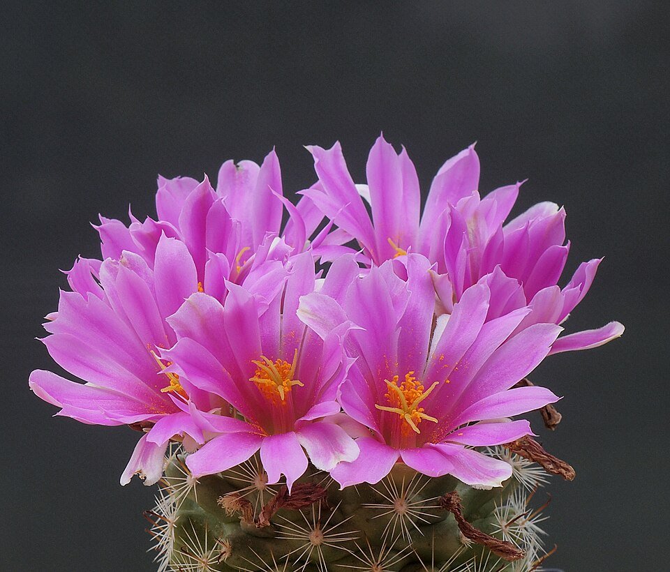 Cactus Cochemiea boolii met kleine witte bloemen en stekelige groene bolvormige lichamen.
