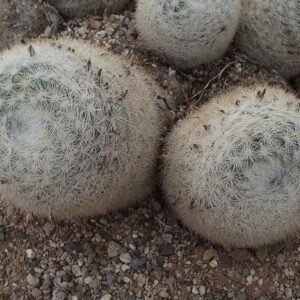 Mammillaria candida cactus met witte bloemen in pot.