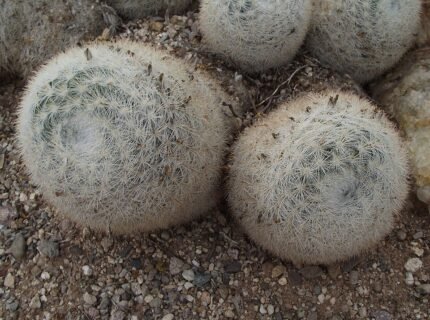 Mammillaria candida cactus met witte bloemen in pot.