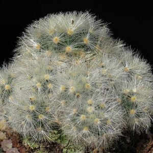 Mammillaria carmenae cactus met roze bloemen en stekelige stengels in bloei.