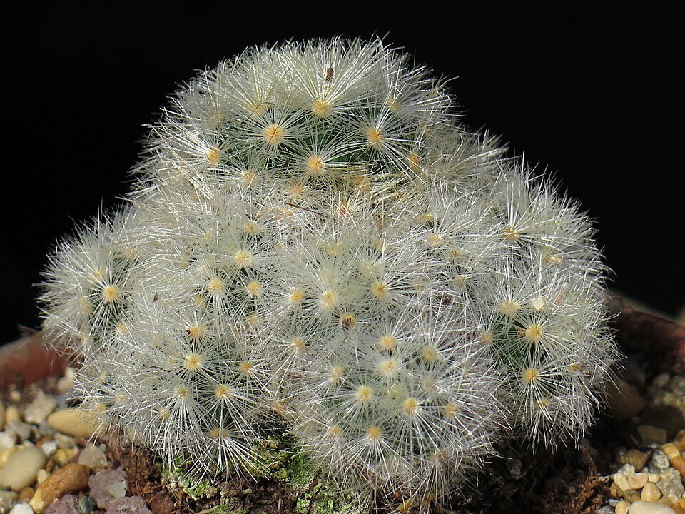 Mammillaria carmenae cactus met roze bloemen en stekelige stengels in bloei.