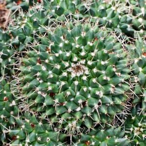 Bloeiende Mammillaria magnimamma cactus in botanische tuin met Tallinn, Estland.