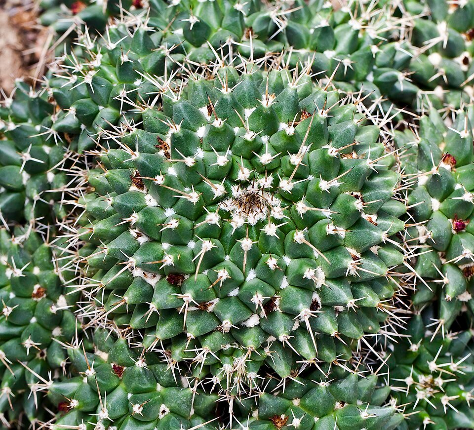 Bloeiende Mammillaria magnimamma cactus in botanische tuin met Tallinn, Estland.