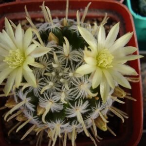 Mammillaria duwei cactus met heldere roze bloemen en stekelige groene stelen.