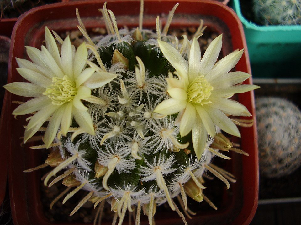 Mammillaria duwei cactus met heldere roze bloemen en stekelige groene stelen.